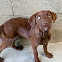 Photo of Sadie