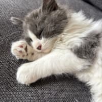 Photo of Geoffrey