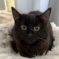 Photo of Luna