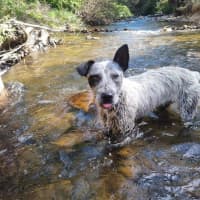 Photo of Scruffy