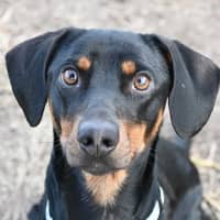Photo of Dobby
