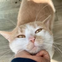 Photo of Nacho