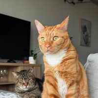 Photo of Kimchi & Bruno