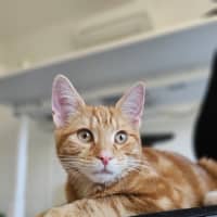 Photo of Splat