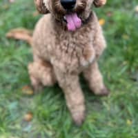 Photo of Josie