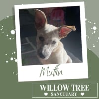 Photo of Muffin