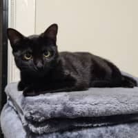 Photo of Cayenne