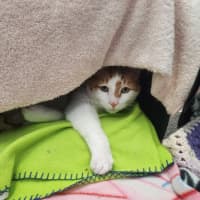 Photo of Chu Chu And Gizmo