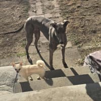 Photo of Sky The Greyhound 