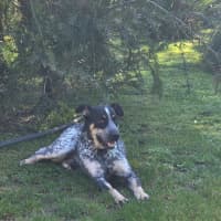 Photo of Paddy