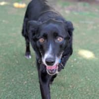 Photo of Piper