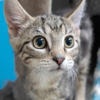 Photo of Barley Sugar