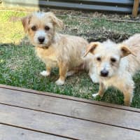 Photo of Baklava & Eclair 