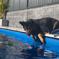 Photo of Piper   5 Year Old Shepherd X Border Collie