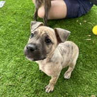 Photo of Buddy
