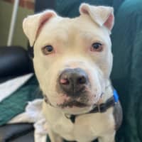 Photo of Rex