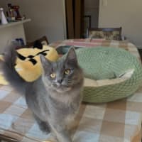 Photo of Peppercorn
