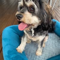 Photo of Oakley   Special Needs