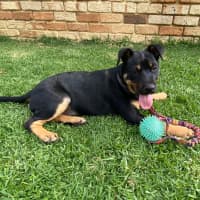 Photo of Cameo