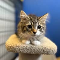 Photo of Muffin