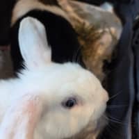Photo of Usagi