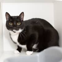 Photo of Cooper