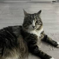 Photo of Garden Gnome Gus