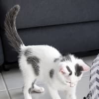 Photo of Marmu