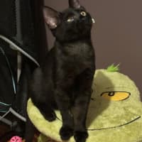 Photo of Milo
