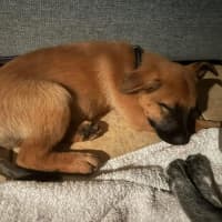 Photo of Rusty Red