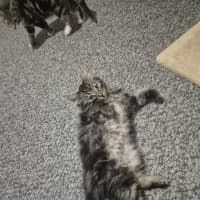 Photo of Lumi & Nova