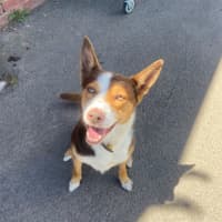 Photo of Ace