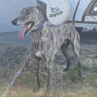 Photo of Tiges (67749)