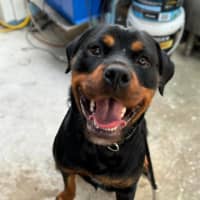 Photo of Harlo 