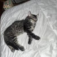 Photo of Aspi And Sharpay