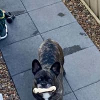 Photo of Buddy   6 Year Old Pug X French Bulldog