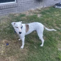 Photo of Lindy *$250 Adoption Fee*