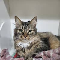 Photo of Clover