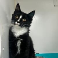 Photo of Binka