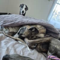 Photo of Jazzy, The 1 Year  Greyhound