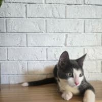 Photo of Dip
