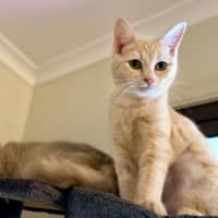 Photo of Benny & Goldie