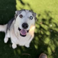 Photo of Luna Imp 931