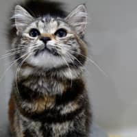 Photo of Tika Meowsala