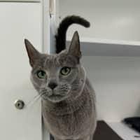 Photo of Ruby