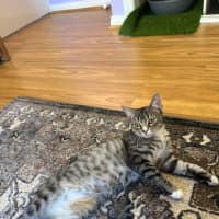 Photo of Tilly