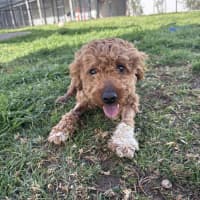 Photo of Bentley