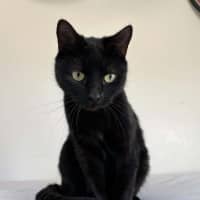 Photo of Velvet 