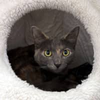 Photo of Princess Cookie Sua013255