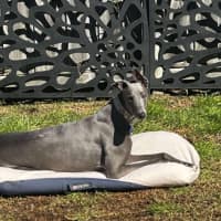 Photo of Hodgie The Greyhound